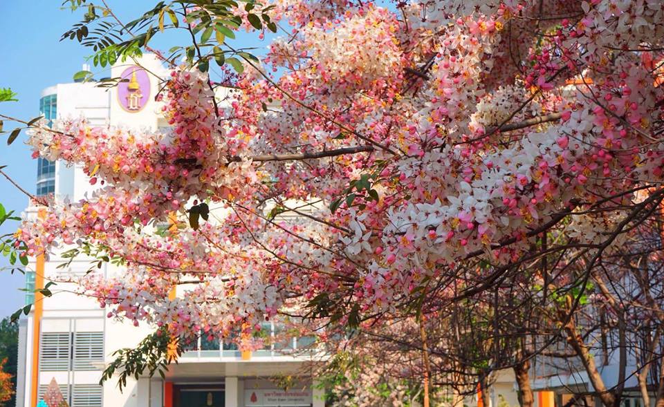 ซากุระอีสาน ดอกไม้ หน้าร้อน ต้นกัลปพฤกษ์ ที่เที่ยวขอนแก่น มหาวิทยาลัยขอนแก่น เที่ยวขอนแก่น เที่ยวหน้าร้อน