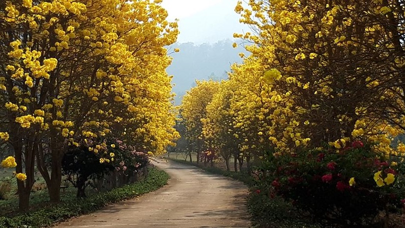 ดอกเหลืองอินเดีย ดอกไม้ หน้าร้อน ตาเบบูญ่า ถนนสายดอกไม้ ที่เที่ยวหน้าร้อน สถานที่ชมดอกไม้ เที่ยวน่าน