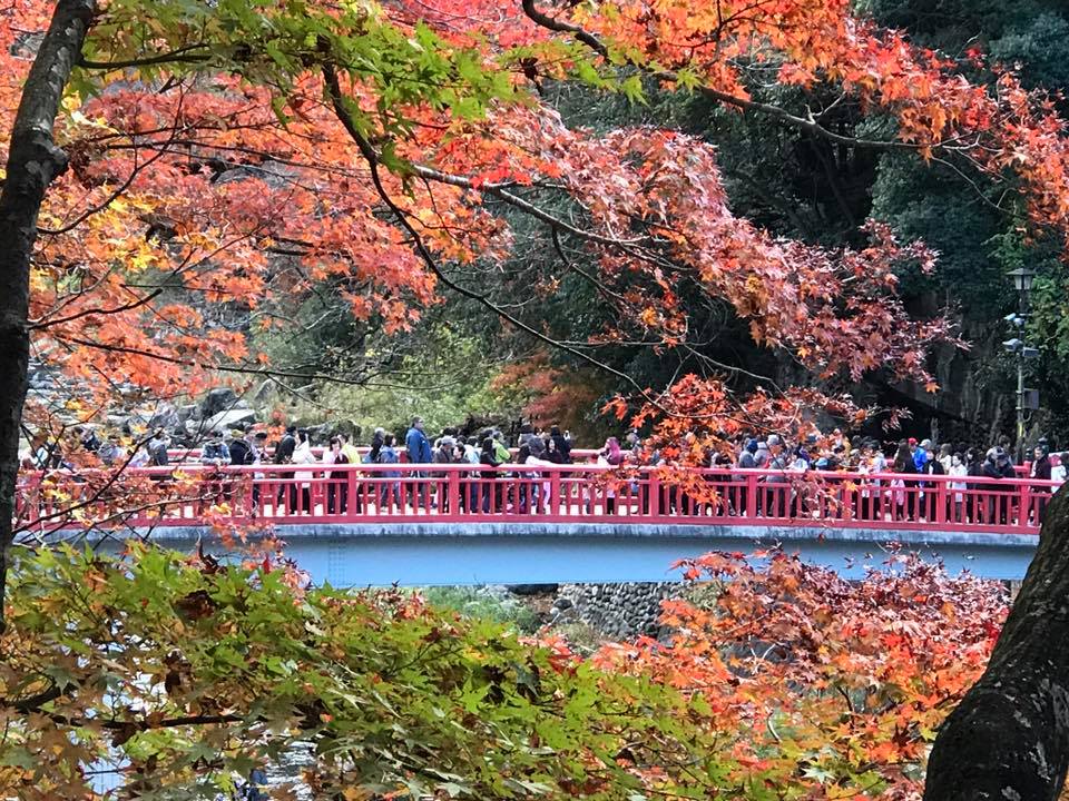จุดชมซากุระ จุดชมใบไม้เปลี่ยนสี ซากุระ ญี่ปุ่น ที่เที่ยวญีปุ่น ฤดูใบไม้ร่วง ญี่ปุ่น เที่ยวญีปุ่่น เมือง obara เมืองโอบะระ เมืองโอบะระ ญี่ปุ่น ใบไม้เปลี่ยนสี