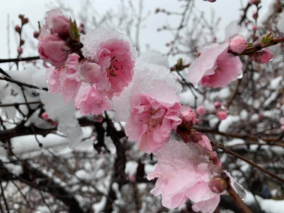 kawaguchiko จุดชมซากุระ ซากุระ ซากุระญี่ปุ่น ซากุระบาน ทะเลสาบ Kawaguchiko ทะเลสาบคาวากูจิโกะ ที่เที่ยวญี่ปุ่น ฤดูใบไม้ผลิ ฤดูใบไม้ผลิ ญี่ปุ่น หิมะตก เที่ยวญี่ปุ่น