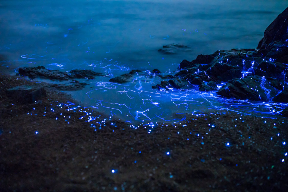 Bioluminescent Bay okayama ดินแดนหิ่งห้อย ปราจีนบุรี ถ้ำหนอนเรืองแสง ทะเลเรืองแสง ปรากฏการณ์ธรรมชาติ หมู่เกาะหมาจู่ แพลงก์ตอนเรืองแสง