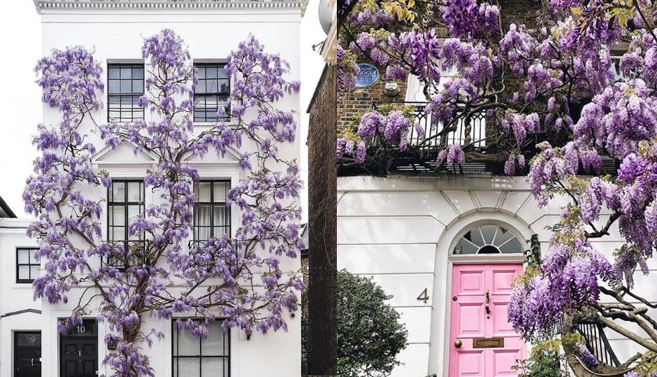 กรุงลอนดอน ดอกวิสทีเรีย ดอกวิสทีเรีย ลอนดอน ดอกไม้ ประเทศอังกฤษ ฤดูใบไม้ผลิ เที่ยวลอนดอน เที่ยวอังกฤษ