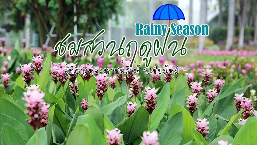 ดอกไม้หน้าฝน ที่เที่ยวหน้าฝน ที่เที่ยวเชียงใหม่ อุทยานหลวงราชพฤกษ์ เชียงใหม่ เทศกาลชมสวนฤดูฝน เที่ยวหน้าฝน เที่ยวเชียงใหม่