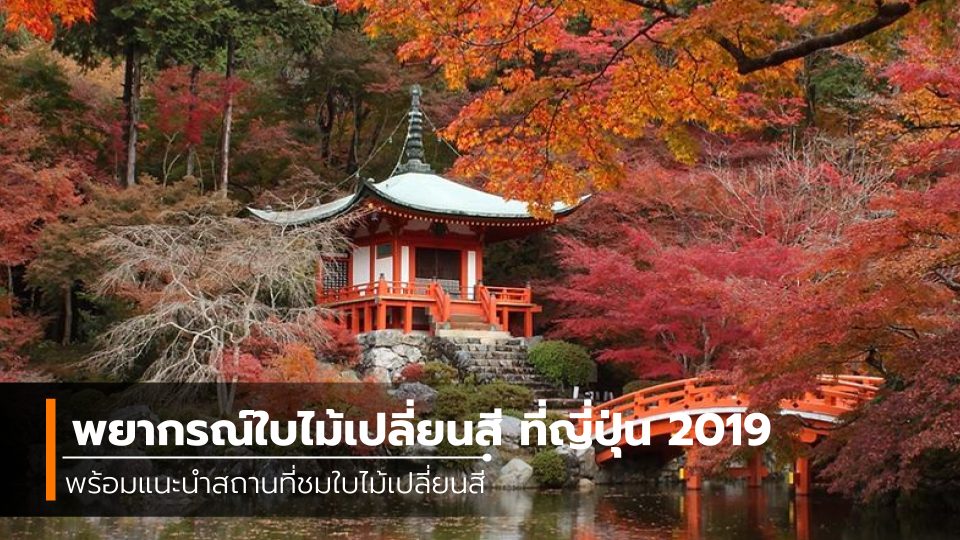 ที่เที่ยวญี่ปุ่น พยากรณ์ใบไม้เปลี่ยนสี พยากรณ์ใบไม้เปลี่ยนสี ที่ญี่ปุ่น ฤดูใบไม้ร่วง ฤดูใบไม้เปลี่ยนสี ฤดูใบไม้เปลี่ยนสี 2019 ฤดูใบไม้เปลี่ยนสีที่ญี่ปุ่น สถานที่ชมใบไม้เปลี่ยนสีที่ญี่ปุ่น เที่ยวญี่ปุ่น ใบไม้เปลี่ยนสี