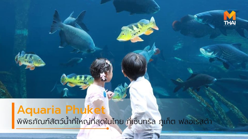 Aquaria Phuket Trick Eye Museum พิพิธภัณฑ์สัตว์น้ำ อควาเรียภูเก็ต อควาเรียม เซ็นทรัล ภูเก็ต ฟลอเรสต้า