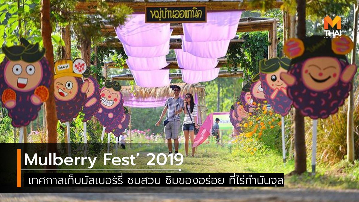Mulberry Fest’ 2019 ที่เที่ยวเพชรบูรณ์ เทศกาลเก็บมัลเบอร์รี่ เที่ยวเพชรบูรณ์ ไร่กำนันจุล