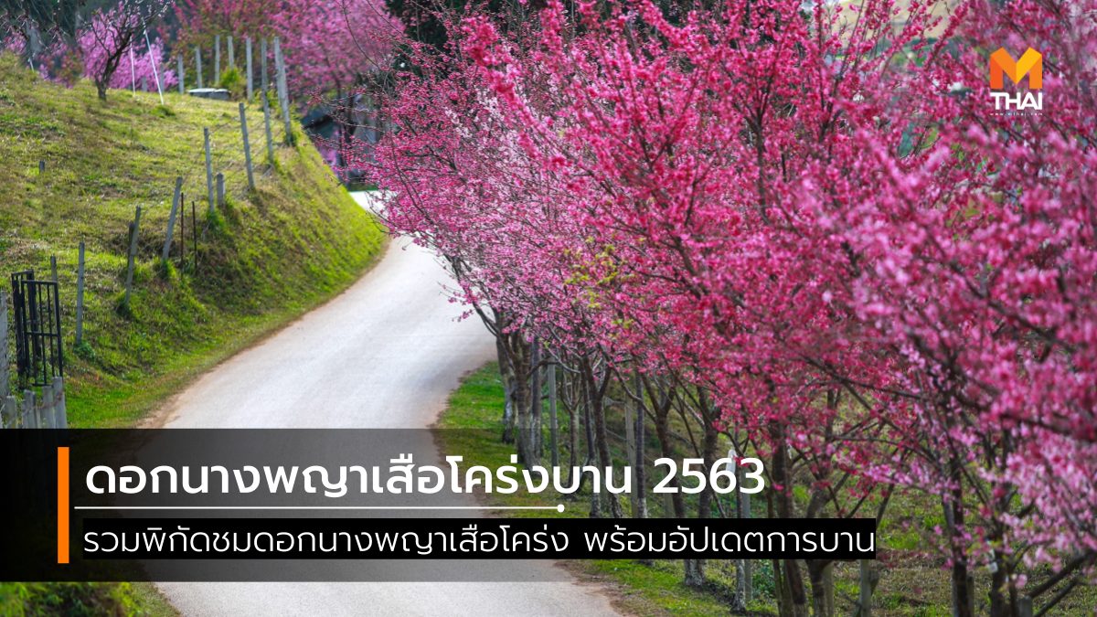 ซากุระเมืองไทย ดอกไม้ หน้าหนาว นางพญาเสือโคร่ง สถานที่ชมดอกไม้ เที่ยวหน้าหนาว