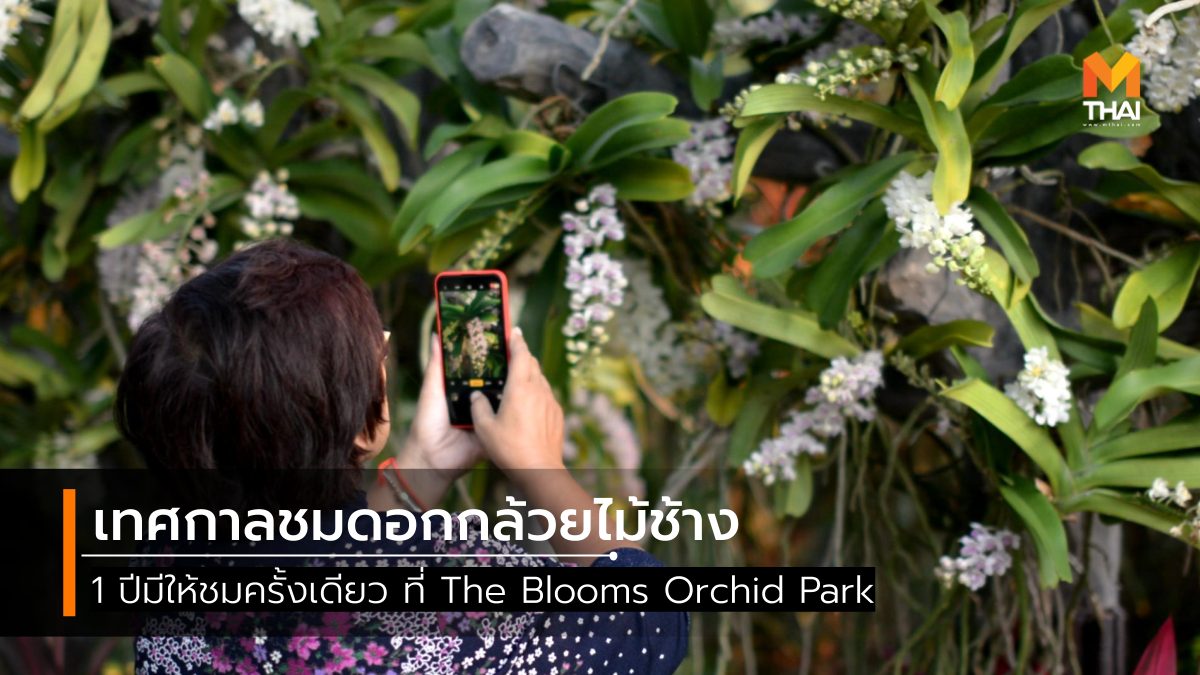 The Blooms Orchid Park ที่เที่ยวราชบุรี อุทยานกล้วยไม้ เทศกาลชมช้าง เที่ยวราชบุรี