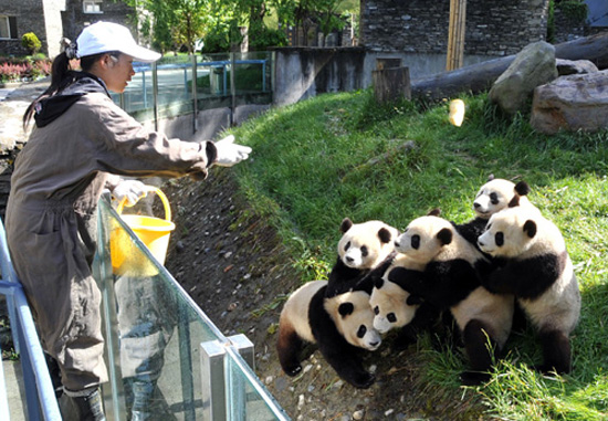 Giant Pandas and Chengdu